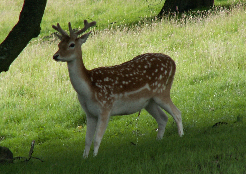 01 Fallow Deer.jpg